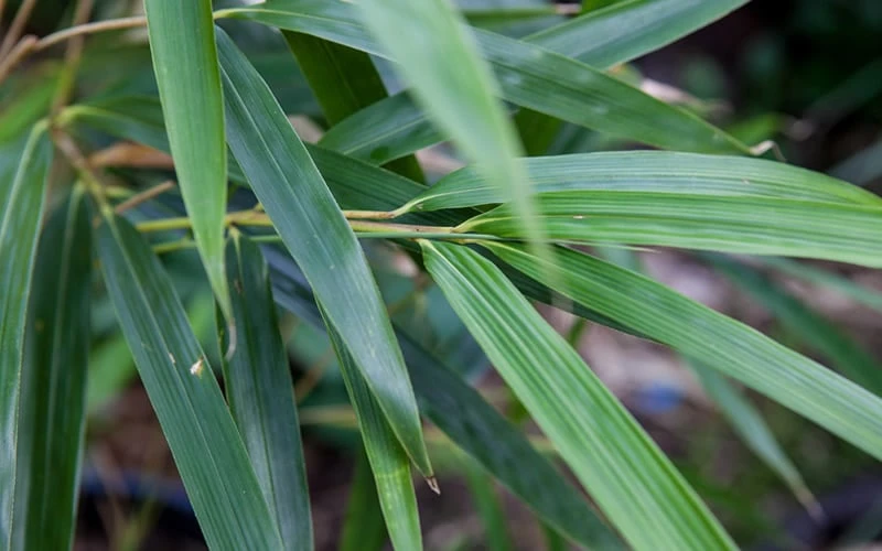 Arrow Bamboo (Pseudosasa Japonica) - 3 Gallon Pot (2-4') 7 Arrow Bamboo (Pseudosasa Japonica) - 3 Gallon Pot (2-4') - Image 5