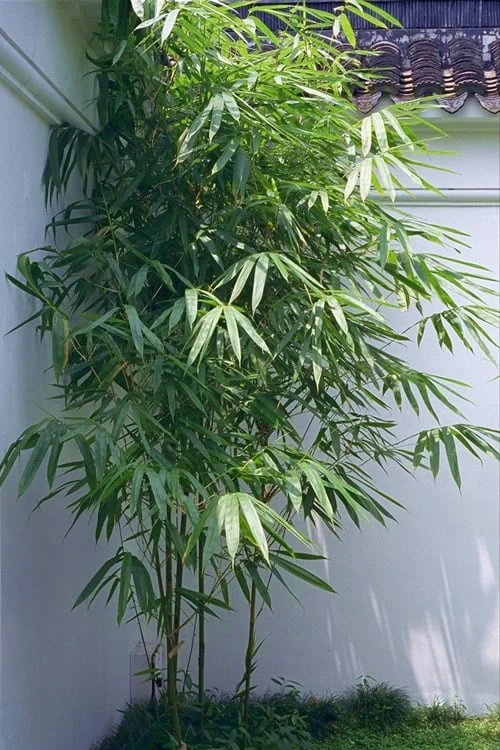 Arrow Bamboo (Pseudosasa Japonica) - 3 Gallon Pot (2-4') 3 Arrow Bamboo (Pseudosasa Japonica) - 3 Gallon Pot (2-4')