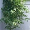 Arrow Bamboo (Pseudosasa Japonica) - 3 Gallon Pot (4-6'+) 2 Arrow Bamboo (Pseudosasa Japonica) - 3 Gallon Pot (4-6'+) -Plant Serie Store Bamboo Arrow 500x750 2
