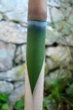 Arrow Bamboo (Pseudosasa Japonica) - 3 Gallon Pot (4-6'+) 15 Arrow Bamboo (Pseudosasa Japonica) - 3 Gallon Pot (4-6'+) -Plant Serie Store Bamboo Arrow 6 1