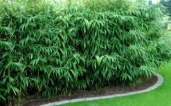 Arrow Bamboo (Pseudosasa Japonica) - 3 Gallon Pot (4-6'+) 12 Arrow Bamboo (Pseudosasa Japonica) - 3 Gallon Pot (4-6'+) -Plant Serie Store Bamboo Arrow Hedge 1
