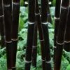 Black Bamboo - Phyllostachys Nigra - 3 Gallon Pot (Single Cane: 2-4') -Plant Serie Store Bamboo Black 102 2