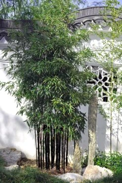 Black Bamboo - Phyllostachys Nigra - 3 Gallon Pot (Single Cane: 2-4') -Plant Serie Store Bamboo Black 51 2