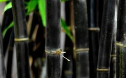 Black Bamboo - Phyllostachys Nigra - 3 Gallon Pot (Single Cane: 2-4') -Plant Serie Store Bamboo Black 53 2