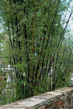 Black Bamboo - Phyllostachys Nigra - 3 Gallon Pot (Multi-Cane: 2 To 4' Tall) -Plant Serie Store Bamboo Black 55 1