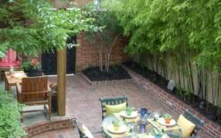 Black Bamboo - Phyllostachys Nigra - 3 Gallon Pot (Multi-Cane: 2 To 4' Tall) -Plant Serie Store Bamboo Black 58 1