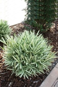 Dwarf White Stripe Bamboo - Pleioblastus Fortunei - 1 Gallon Pot -Plant Serie Store Bamboo Dwarf White Stripe 1