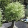 Dwarf White Stripe Bamboo - Pleioblastus Fortunei - 1 Gallon Pot 2 Dwarf White Stripe Bamboo - Pleioblastus Fortunei - 1 Gallon Pot -Plant Serie Store Bamboo Dwarf White Stripe 4
