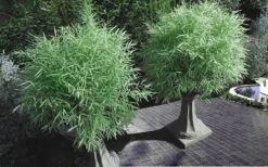 Dwarf White Stripe Bamboo - Pleioblastus Fortunei - 1 Gallon Pot -Plant Serie Store Bamboo Dwarf White Stripe 8