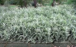 Dwarf White Stripe Bamboo - Pleioblastus Fortunei - 1 Gallon Pot -Plant Serie Store Bamboo Dwarf White Stripe 9