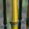 Elegant Bamboo - Phyllostachys Elegans - 3 Gallon Pot -Plant Serie Store Bamboo Elegant 4