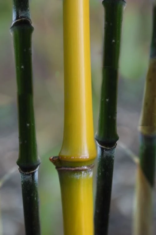 Elegant Bamboo - Phyllostachys Elegans - 3 Gallon Pot 3 Elegant Bamboo - Phyllostachys Elegans - 3 Gallon Pot