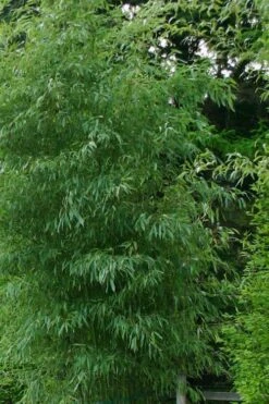 Elegant Bamboo - Phyllostachys Elegans - 3 Gallon Pot 10 Elegant Bamboo - Phyllostachys Elegans - 3 Gallon Pot -Plant Serie Store Bamboo Elegant 5