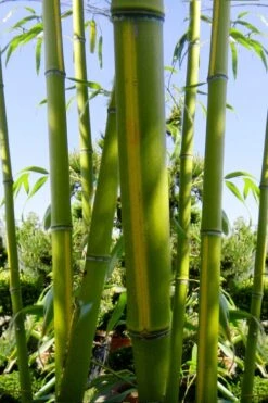 Flavescens Inversa Bamboo (Phyllostachys Aurea) - 3 Gallon Pot (4-6') -Plant Serie Store Bamboo Flavescens Inversa 11