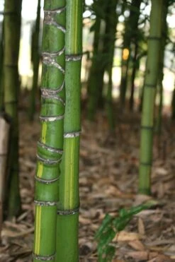 Flavescens Inversa Bamboo (Phyllostachys Aurea) - 3 Gallon Pot (4-6') -Plant Serie Store Bamboo Flavescens Inversa 13