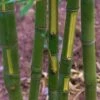 Flavescens Inversa Bamboo (Phyllostachys Aurea) - 3 Gallon Pot (4-6') 2 Flavescens Inversa Bamboo (Phyllostachys Aurea) - 3 Gallon Pot (4-6') -Plant Serie Store Bamboo Flavescens Inversa 14