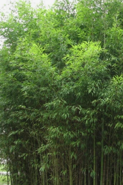 Flavescens Inversa Bamboo (Phyllostachys Aurea) - 3 Gallon Pot (4-6') -Plant Serie Store Bamboo Flavescens Inversa