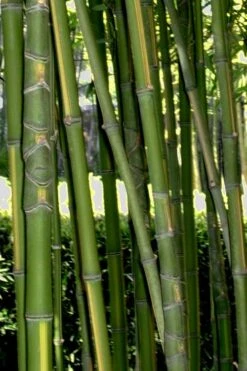 Flavescens Inversa Bamboo (Phyllostachys Aurea) - 3 Gallon Pot (4-6') -Plant Serie Store Bamboo Flavescens Inversa Rev 500x750 1