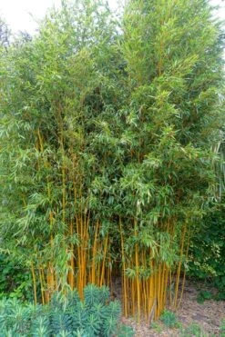 Gold Vivax Giant Timber Bamboo (Green Stripe Bamboo) - Phyllostachys Vivax 'Aureocaulis' - 3 Gallon Pot (4-6') -Plant Serie Store Bamboo Gold Vivax 2 1