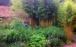 Gold Vivax Giant Timber Bamboo (Green Stripe Bamboo) - Phyllostachys Vivax 'Aureocaulis' - 3 Gallon Pot (4-6') -Plant Serie Store Bamboo Gold Vivax 6 1
