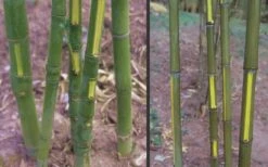Flavescens Inversa Bamboo (Phyllostachys Aurea) - 3 Gallon Pot (4-6') -Plant Serie Store Bamboo Golden Fish Pole 2