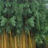 Gold Vivax Giant Timber Bamboo (Green Stripe Bamboo) - Phyllostachys Vivax 'Aureocaulis' - 3 Gallon Pot (4-6') 2 Gold Vivax Giant Timber Bamboo (Green Stripe Bamboo) - Phyllostachys Vivax 'Aureocaulis' - 3 Gallon Pot (4-6') -Plant Serie Store Bamboo Golden Vivax Timber Bamboo Rev 500x750 2
