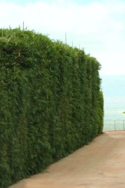 Graceful Bamboo (Slender Weavers) - Bambusa Textilis 'Gracilis' - 2 Gallon Pot -Plant Serie Store Bamboo Graceful 1