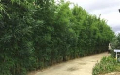 Graceful Bamboo (Slender Weavers) - Bambusa Textilis 'Gracilis' - 2 Gallon Pot -Plant Serie Store Bamboo Graceful 6