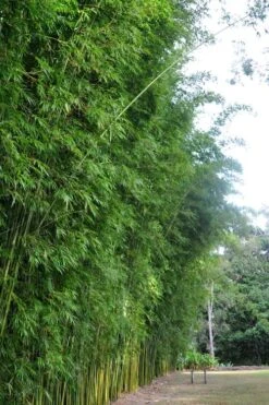 Graceful Bamboo (Slender Weavers) - Bambusa Textilis 'Gracilis' - 2 Gallon Pot -Plant Serie Store Bamboo Graceful 9