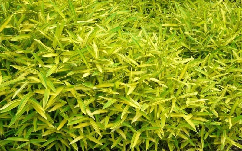 Dwarf Green Stripe Bamboo - Pleioblastus Viridistriatus - 2 Gallon Pot 7 Dwarf Green Stripe Bamboo - Pleioblastus Viridistriatus - 2 Gallon Pot - Image 5