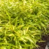 Dwarf Green Stripe Bamboo (Pleioblastus Viridistriatus) - 1 Gallon Pot 2 Dwarf Green Stripe Bamboo (Pleioblastus Viridistriatus) - 1 Gallon Pot -Plant Serie Store Bamboo Green Stripe 8 1