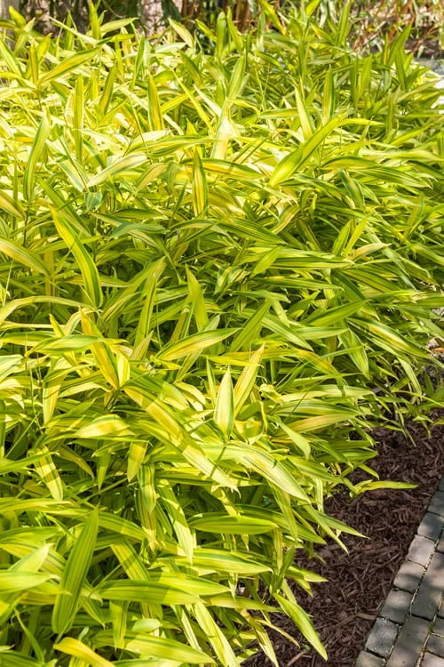 Dwarf Green Stripe Bamboo - Pleioblastus Viridistriatus - 2 Gallon Pot 3 Dwarf Green Stripe Bamboo - Pleioblastus Viridistriatus - 2 Gallon Pot