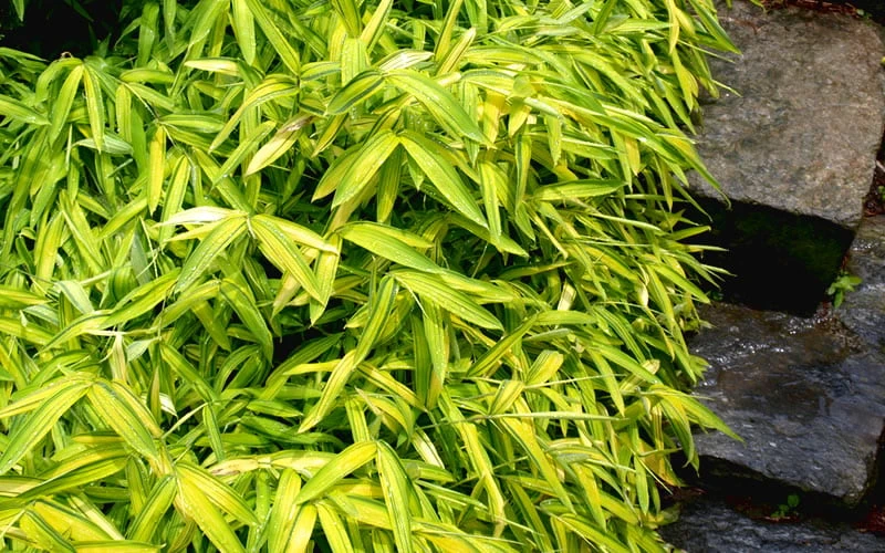 Dwarf Green Stripe Bamboo - Pleioblastus Viridistriatus - 2 Gallon Pot 9 Dwarf Green Stripe Bamboo - Pleioblastus Viridistriatus - 2 Gallon Pot - Image 7