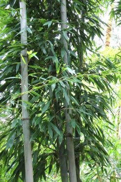 Henon Giant Gray Bamboo - Phyllostachys Nigra 'Henon' - 3 Gallon Pot (3-4') 13 Henon Giant Gray Bamboo - Phyllostachys Nigra 'Henon' - 3 Gallon Pot (3-4') -Plant Serie Store Bamboo Henon 11