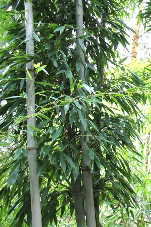 Henon Giant Gray Bamboo - Phyllostachys Nigra 'Henon' - 3 Gallon Pot (3-4') 7 Henon Giant Gray Bamboo - Phyllostachys Nigra 'Henon' - 3 Gallon Pot (3-4') - Image 5