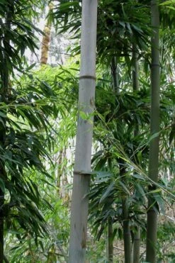 Henon Giant Gray Bamboo - Phyllostachys Nigra 'Henon' - 3 Gallon Pot (3-4') 15 Henon Giant Gray Bamboo - Phyllostachys Nigra 'Henon' - 3 Gallon Pot (3-4') -Plant Serie Store Bamboo Henon 12