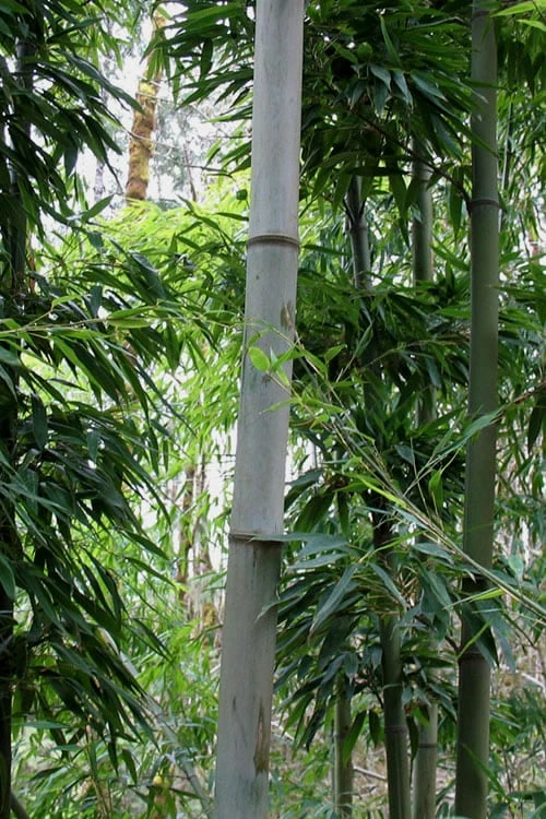 Henon Giant Gray Bamboo - Phyllostachys Nigra 'Henon' - 3 Gallon Pot (3-4') 9 Henon Giant Gray Bamboo - Phyllostachys Nigra 'Henon' - 3 Gallon Pot (3-4') - Image 7