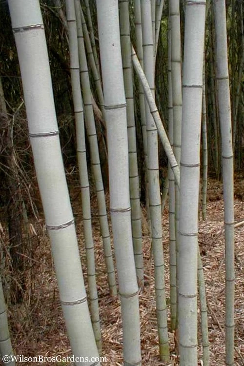 Henon Giant Gray Bamboo - Phyllostachys Nigra 'Henon' - 3 Gallon Pot (3-4') 6 Henon Giant Gray Bamboo - Phyllostachys Nigra 'Henon' - 3 Gallon Pot (3-4') - Image 4