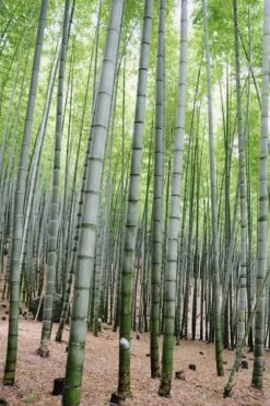 Henon Giant Gray Bamboo - Phyllostachys Nigra 'Henon' - 3 Gallon Pot (3-4') 14 Henon Giant Gray Bamboo - Phyllostachys Nigra 'Henon' - 3 Gallon Pot (3-4') -Plant Serie Store Bamboo Henon 16