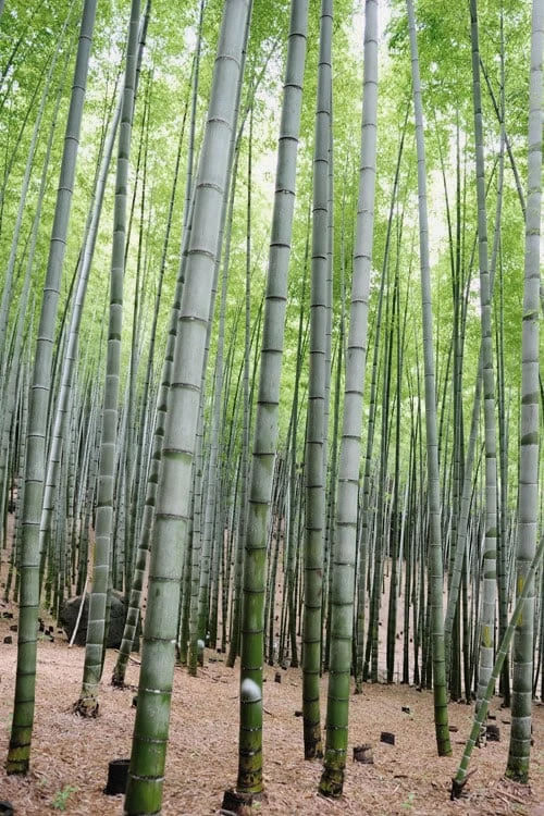 Henon Giant Gray Bamboo - Phyllostachys Nigra 'Henon' - 3 Gallon Pot (3-4') 8 Henon Giant Gray Bamboo - Phyllostachys Nigra 'Henon' - 3 Gallon Pot (3-4') - Image 6