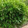 Latifolius Broadleaf Bamboo - Indocalamus Latifolius - 3 Gallon Pot 1 Latifolius Broadleaf Bamboo - Indocalamus Latifolius - 3 Gallon Pot -Plant Serie Store Bamboo Indocalimus Latifolius