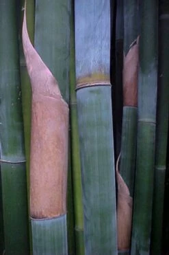Giant Weavers Royal Bamboo (Wong Chuk) - Bambusa Textilis 'Kanapaha' - 3 Gallon Pot -Plant Serie Store Bamboo Kanapaha 13