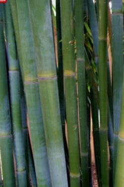 Giant Weavers Royal Bamboo (Wong Chuk) - Bambusa Textilis 'Kanapaha' - 3 Gallon Pot -Plant Serie Store Bamboo Kanapaha 16