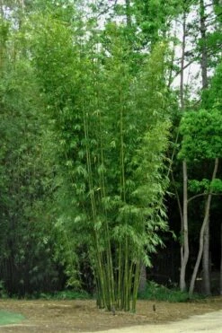 Giant Weavers Royal Bamboo (Wong Chuk) - Bambusa Textilis 'Kanapaha' - 3 Gallon Pot -Plant Serie Store Bamboo Kanapaha 6