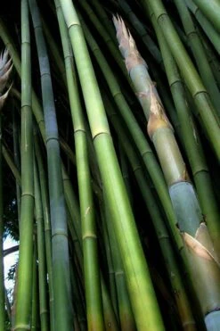 Giant Weavers Royal Bamboo (Wong Chuk) - Bambusa Textilis 'Kanapaha' - 3 Gallon Pot -Plant Serie Store Bamboo Kanapaha 8
