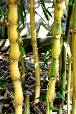 Yellow Buddha Belly Bamboo - Bambusa Ventricosa 'Kimmei' - 3 Gallon Pot -Plant Serie Store Bamboo Kimmei 2