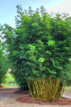 Yellow Buddha Belly Bamboo - Bambusa Ventricosa 'Kimmei' - 3 Gallon Pot -Plant Serie Store Bamboo Kimmei 5