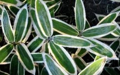 Kuma Zasa Dwarf Bamboo (Sasa Veitchii 'Kuma-Zasa') - 3 Gallon Pot -Plant Serie Store Bamboo Kuma Zasa 1