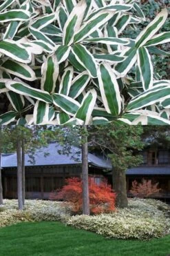 Kuma Zasa Dwarf Bamboo (Sasa Veitchii 'Kuma-Zasa') - 3 Gallon Pot -Plant Serie Store Bamboo Kuma Zasa 13