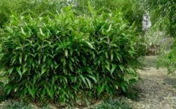 Latifolius Broadleaf Bamboo - Indocalamus Latifolius - 3 Gallon Pot -Plant Serie Store Bamboo Latifolius 3